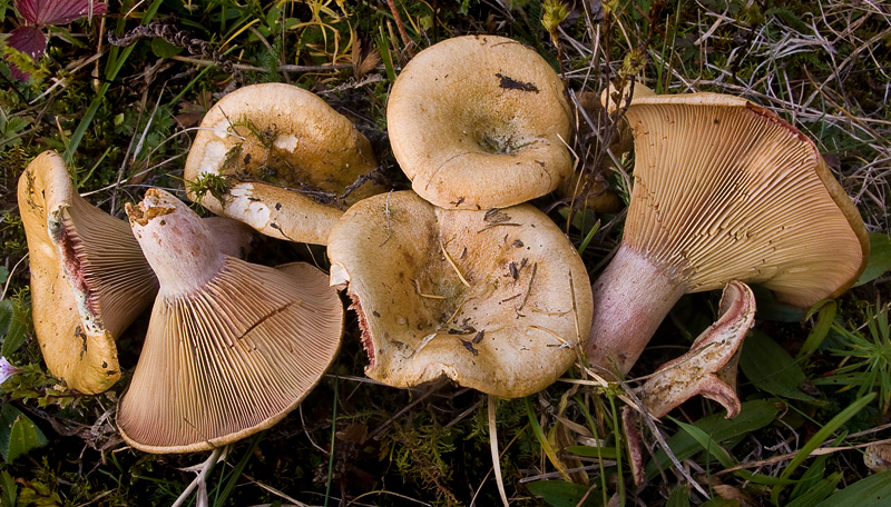 Lactarius sanguifluus